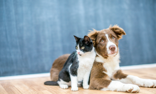 犬と猫が寄り添っている